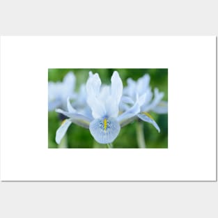 Iris  'Sheila Ann Germaney'  Reticulata Posters and Art